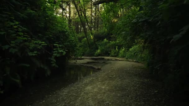 Мистический Темный Лес Fear Shadows Creek Park Trail Nature — стоковое видео