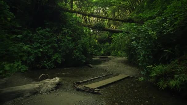 Мистический Темный Лес Fear Shadows Creek Trail Nature Park — стоковое видео