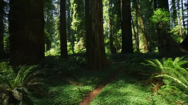 Мистический Темный Лес Солнце Между Деревьями Папоротник Парк Тропа Природа — стоковое видео