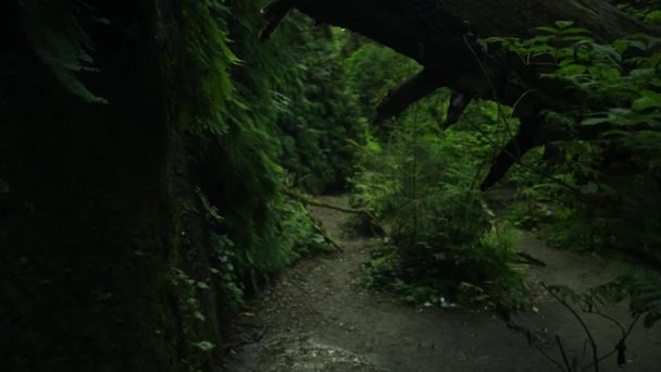 Загадочный Темный Лес Ужасы Страх Тени Природа Тропа Парк — стоковое видео
