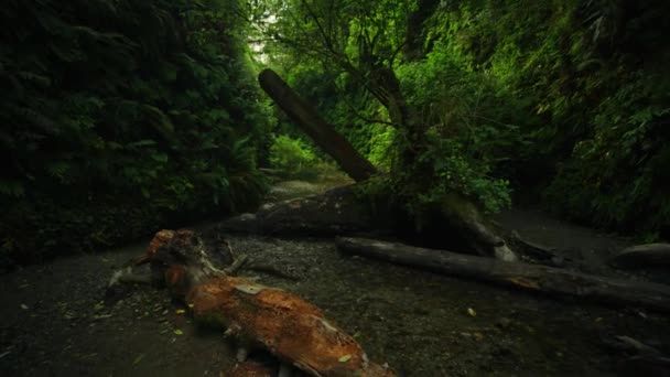 Мистический Темный Лес Fear Shadows Creek Park Nature Trail — стоковое видео