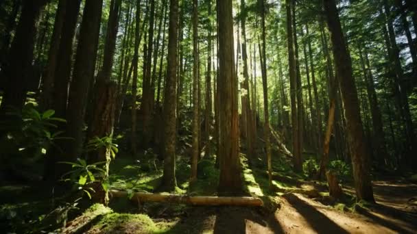 Загадочный Темный Лес Солнце Между Деревьями Тропа Папоротник Парк Природа — стоковое видео