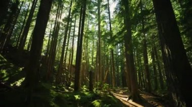 Gizemli Karanlık Orman, Ağaçlar Arasında Güneş Işınları, Patika, eğrelti otu, Doğa, Park