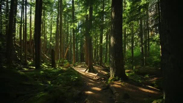 Мистический Темный Лес Солнце Между Деревьями Ручей Парк Тропа Природа — стоковое видео