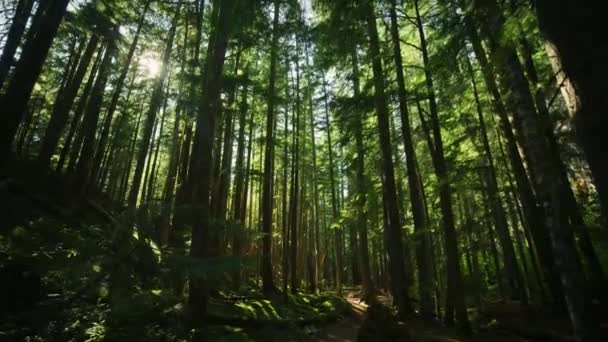 Мистический Темный Лес Солнце Между Деревьями Папоротник Природа Парк Тропа — стоковое видео