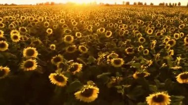 Sunset Over Ayçiçeği Field, Drone Flying, Amazing Landscape