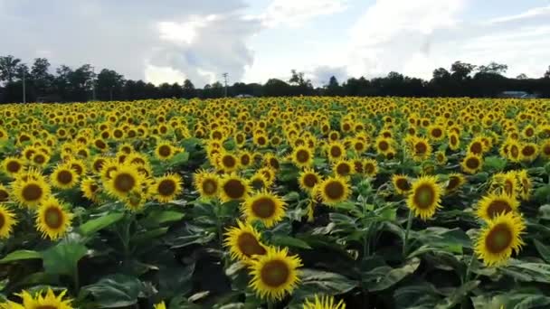 Drone Voando Sobre Campo Com Girassóis Paisagem Incrível — Vídeo de Stock