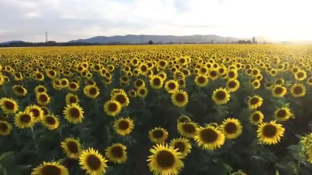 Drone View Campo Com Girassóis Paisagem Bonita — Vídeo de Stock