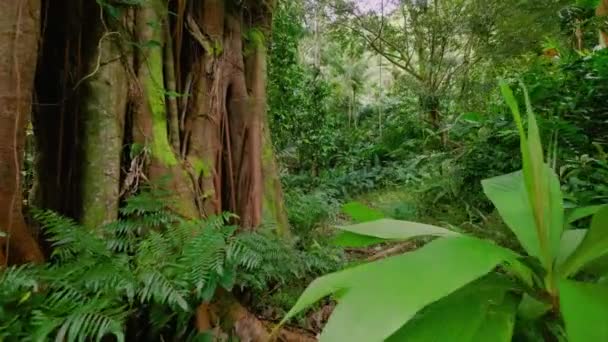 Hawaii dzsungel, Trópusi erdő, Honolulu, Oahu, Trail, Park, Természet