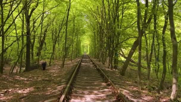 Tunel Miłości Ukraina Miejsce Romantyczne Klevan Kolej Park Natura — Wideo stockowe