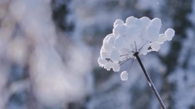 Ormanda kış, doğa, karla kaplı ağaçlar, güzel manzaralar.