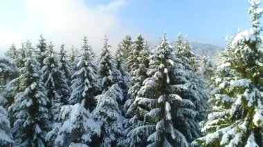 Kış Ormanı, Doğa, Karla Kaplanmış Ağaçlar, Güneşli Hava