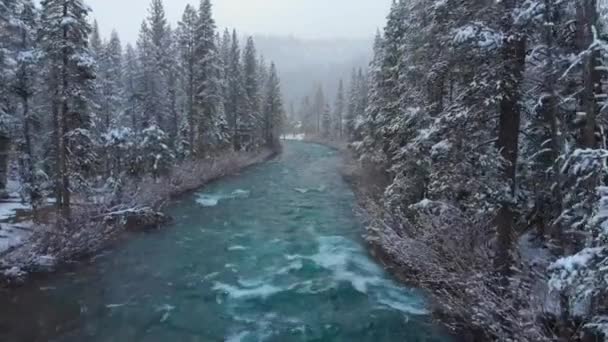 Winter Fliegt Über Den Forest River Schneebedeckte Bäume Nebliges Wetter — Stockvideo