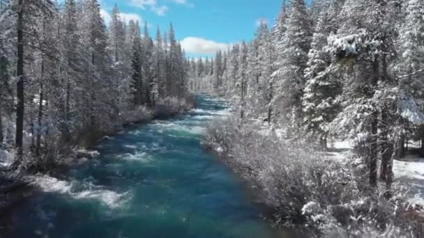 Winter Flug Über Den Forest River Sonniges Wetter Schneebedeckte Bäume — Stockvideo