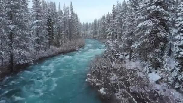 Volar Sobre Bosque Invierno Río Árboles Cubiertos Nieve Naturaleza Paisaje — Vídeos de Stock