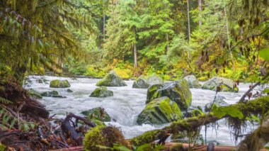 Fast River in the Forest, Nature, Dreamlike Landscape, Cascades