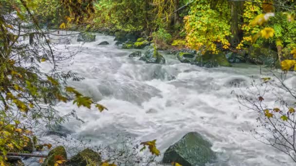 Fast River Forest Dreamlike Peyzaj Doğa Cascades — Stok video