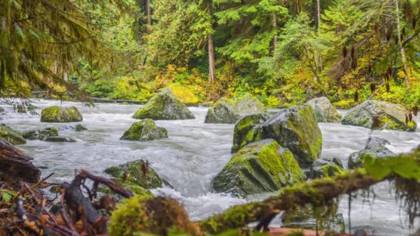 Fiume Veloce Nella Foresta Cascate Paesaggio Sogno Natura — Video Stock