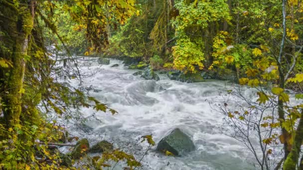 Río Rápido Bosque Río Cascada Paisaje Ensueño Naturaleza — Vídeo de stock