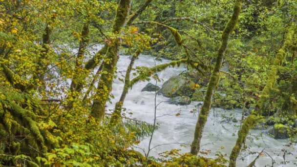 Erdő Fast River Álomszerű Táj Örökzöld Fák Természet — Stock videók