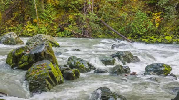 Wald Schneller Fluss Traumhafte Landschaft Natur Wasserfälle — Stockvideo