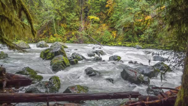 Bosque Río Rápido Cascadas Paisaje Ensueño Naturaleza — Vídeos de Stock