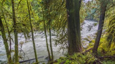 Fast River, Nature, Dreamlike Peyzaj, Cascades, Forest