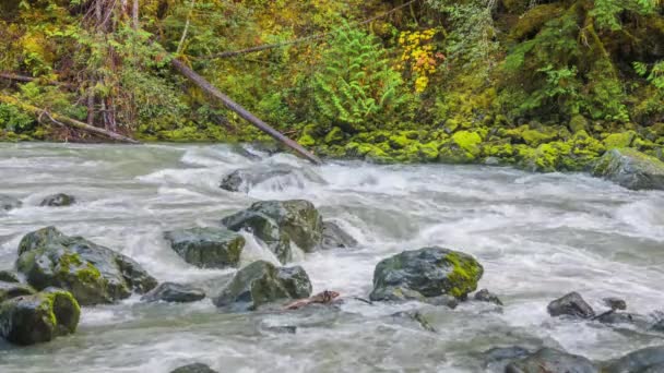 Orman Hızlı Nehir Şelaleler Doğa Rüya Gibi Manzara — Stok video