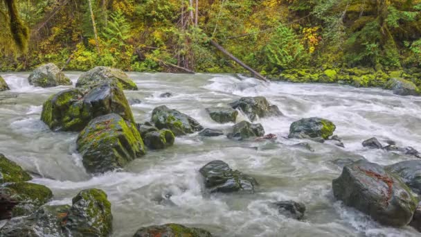Wald Schneller Fluss Natur Traumhafte Landschaft Wasserfälle — Stockvideo