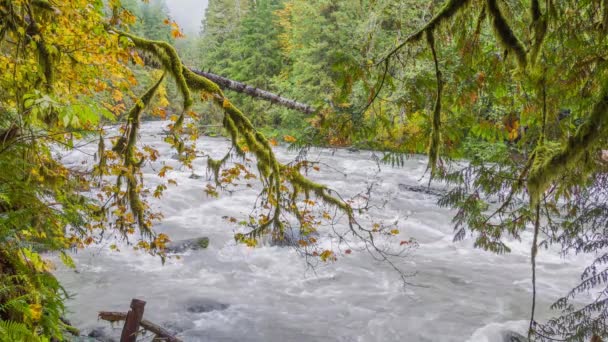 Fast River Forest Cascades Dreamlike Peyzaj Doğa — Stok video