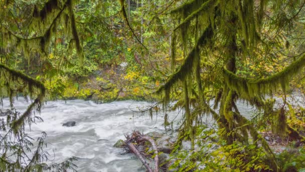 Fast River Forest Nature Dreamlike Peyzaj Cascades — Stok video