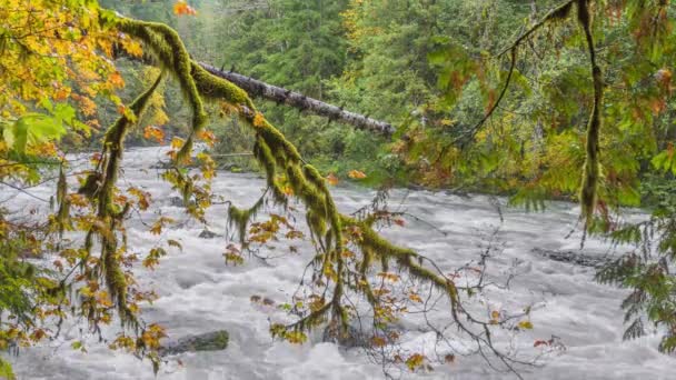 Río Rápido Bosque Naturaleza Río Cascada Paisaje Onírico — Vídeos de Stock