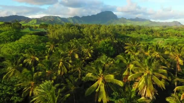 Havaí Vista Aérea Selva Havaiana Kauai Montanhas Paisagem Incrível — Vídeo de Stock