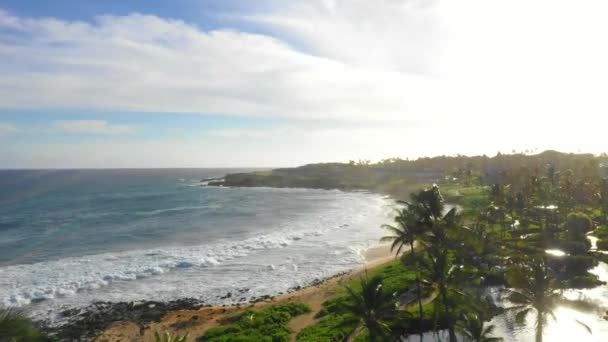 ハワイ 空中飛行 ヤシの木 ハワイ海岸 カウアイ島 太平洋 — ストック動画