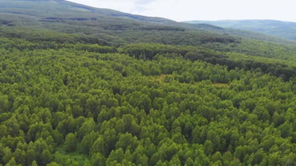 Ucrania Cárpatos Bosque Naturaleza Hermoso Paisaje Vista Aérea — Vídeos de Stock