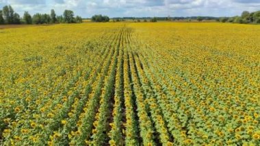 Ukrayna, Çiçek açan Ayçiçeği Tarlası, Güzel Manzara, Hava Manzarası, Çayırlar, Doğa