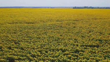 Ukrayna, Çiçek açan Ayçiçekleri, Güzel Manzara, Çayırlar, Doğa, Havadan Bakış