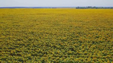 Ukrayna, Çiçek açan Ayçiçeği Tarlası, Hava Manzarası, Güzel Manzara, Çayırlar, Doğa