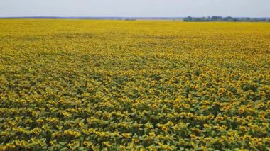 Ukrayna, Çiçek açan Ayçiçeği Tarlası, Hava Manzarası, Güzel Manzara, Doğa, Meadows