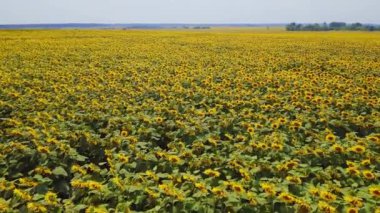 Ukrayna, Çiçek açan Ayçiçekleri, Hava Manzarası, Doğa, Güzel Manzara, Meadows