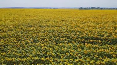 Ukrayna, Çiçek açan Ayçiçekleri, Hava Manzarası, Doğa, Çayırlar, Güzel Manzara