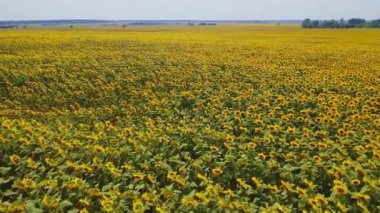 Ukrayna, Çiçek açan Ayçiçekleri, Doğa, Hava Manzarası, Çayırlar, Güzel Manzara