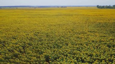 Ukrayna, Çiçek açan Ayçiçekleri, Doğa, Çayırlar, Güzel Manzara, Hava Manzarası