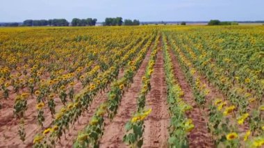 Ukrayna, Çiçek açan Ayçiçekleri, Doğa, Güzel Manzara, Hava Manzarası, Meadows