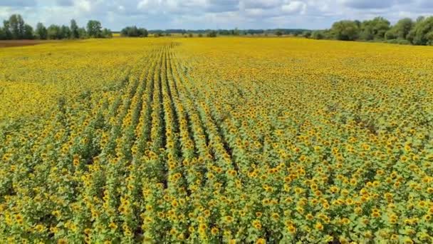 Ucrânia Campo Flores Girassóis Paisagem Bonita Vista Aérea Natureza Prados — Vídeo de Stock