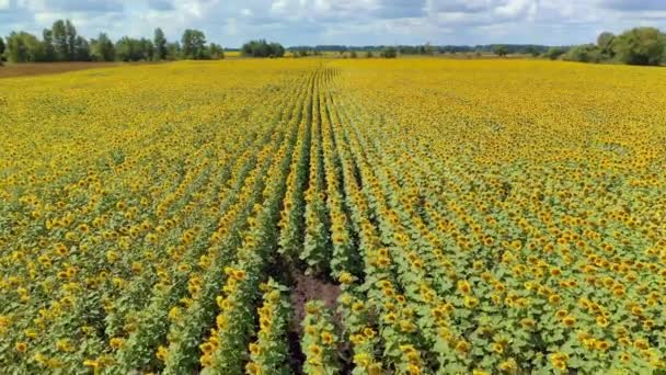Ucrânia Campo Flores Girassóis Paisagem Bonita Prados Vista Aérea Natureza — Vídeo de Stock