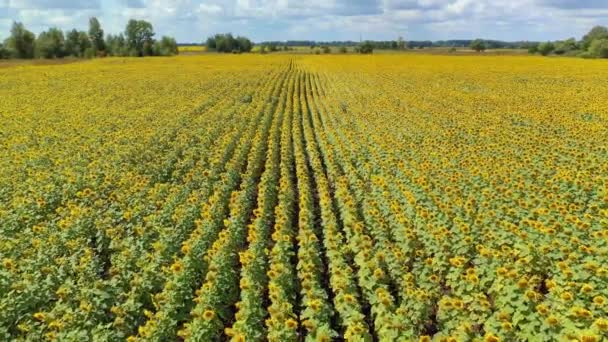 Ucrânia Campo Girassóis Florescentes Paisagem Bonita Natureza Prados Vista Aérea — Vídeo de Stock