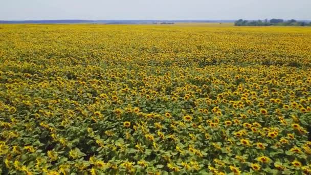 Ucrânia Campo Flores Girassóis Vista Aérea Prados Paisagem Bonita Natureza — Vídeo de Stock