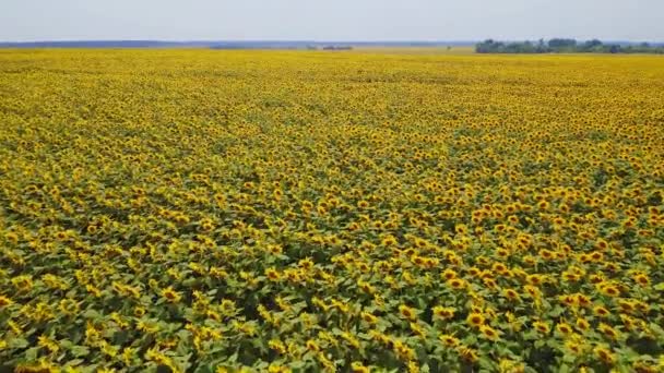 Ucrânia Campo Floração Girassóis Vista Aérea Prados Natureza Paisagem Bonita — Vídeo de Stock