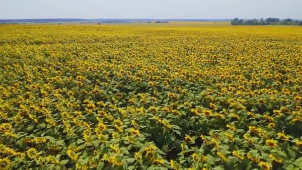 Ucrânia Campo Floração Girassóis Natureza Vista Aérea Paisagem Bonita Prados — Vídeo de Stock